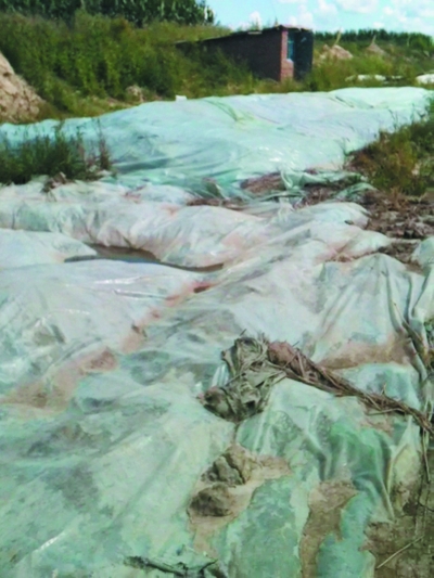被塑料布包裹的腌渍池肮脏不堪