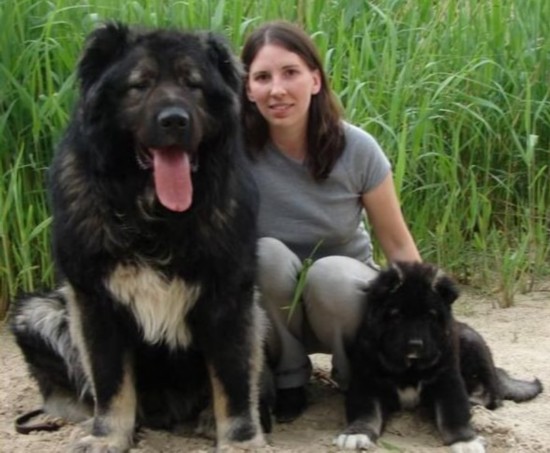 高加索犬:世界上体型最大的狗(组图)