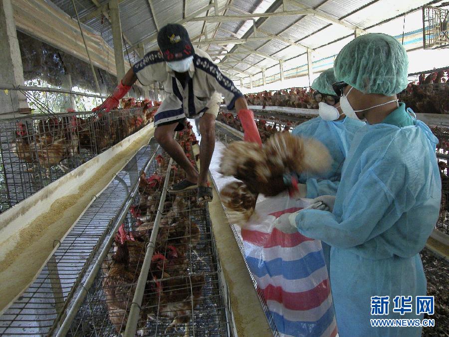 粮农组织担心今年再现H5N1禽流感疫情_新闻