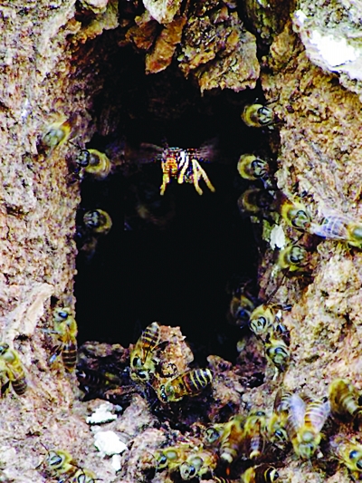 百只蜜蜂齐抖翅膀 吓退了偷袭的大黄蜂(图)