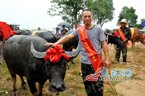 8月30日,在南昌进贤县白圩乡一年一度的牛会节上, 320多头水牛,黄牛