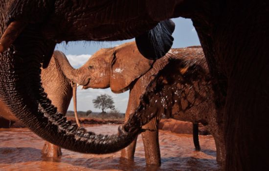 大象孤儿院中呼非洲大象孤儿(组图)-搜狐滚动