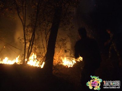 重庆垫江,忠县发生森林山火 万余人扑救[图]