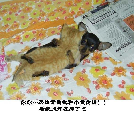 笑死不偿命!超级搞笑小伙表情图片(动物)表情组图集锦子帅卫星包图片