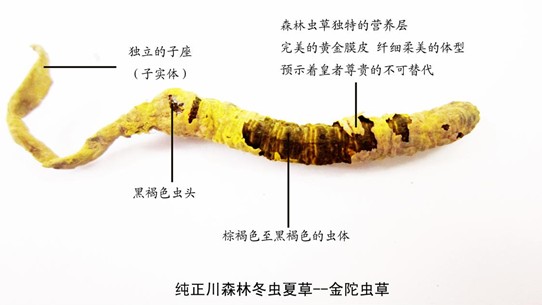 正统森林冬虫夏草的稀缺 如麝香猫咖啡(组图)