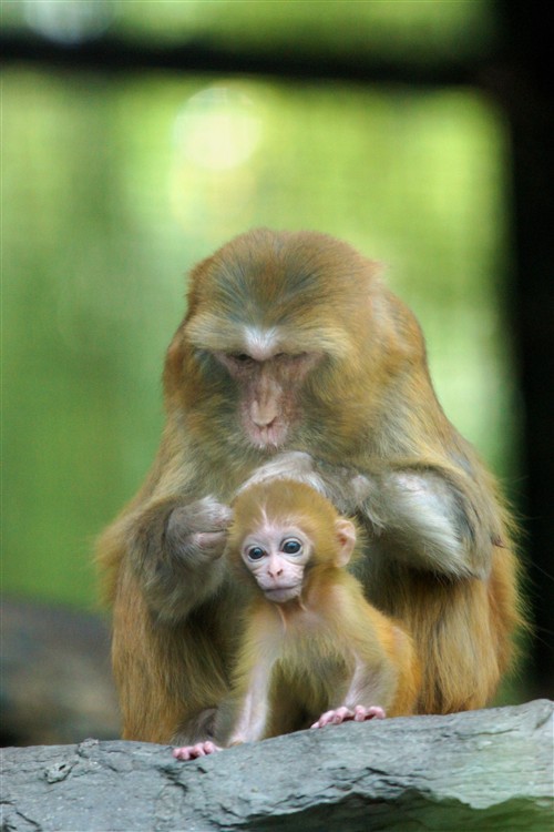 在动物园，我被这只小猴子萌到了