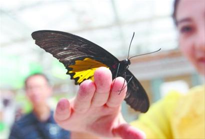 20余种,5000多只形态颜色各异的蝴蝶,在植物间穿梭飞舞,这将成为中秋