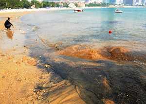 9月6日,在青岛第三海水浴场,一只海星被海浪冲上沙滩.