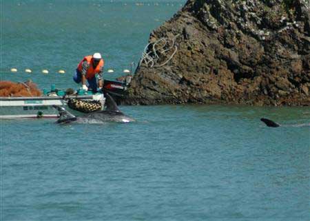 7日被捕获的海豚将面临屠杀