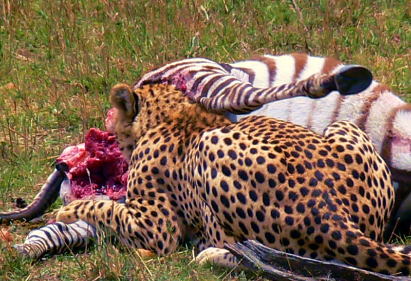 猎豹享用美味斑马大餐 大批秃鹫虎视眈眈(组图
