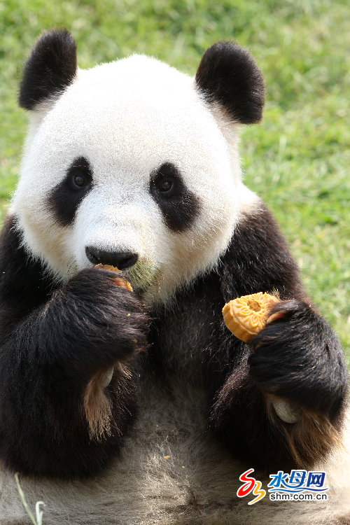 卧龙大熊猫吃烟台风味月饼过中秋(组图)