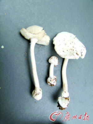 山东"夺命蘑菇"为淡玫红鹅膏菌 白云山有7种毒菇