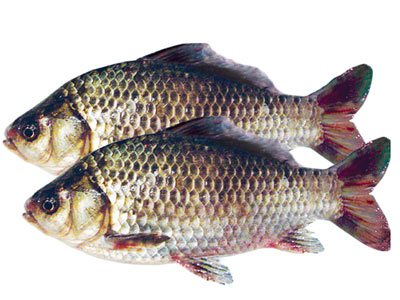 13种常见食用鱼的营养价值