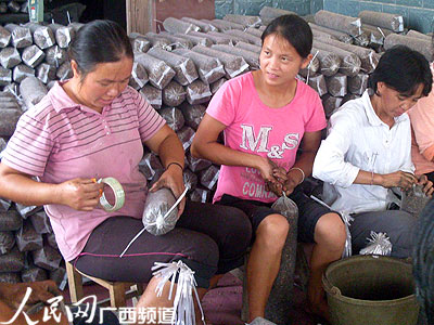 圖為荔浦縣茶城鄉屯留村民利用廢棄的雜木屑打成營養包種植香菇