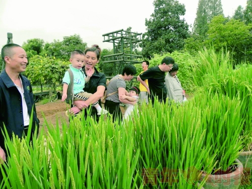 去植物园看野生水稻(图)