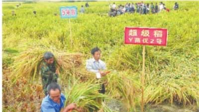 9月18日,邵阳隆回县羊古坳乡雷锋村,袁隆平院士研制的"y两优2号"百亩