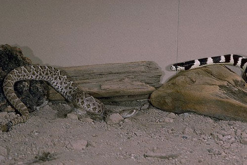 世界上最美的两种毒蛇:加州王蛇生吞响尾蛇(组