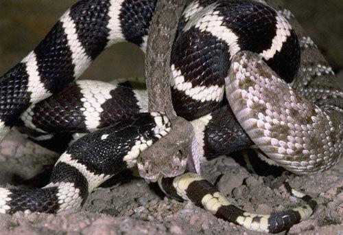 世界上最美的两种毒蛇:加州王蛇生吞响尾蛇(组