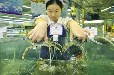 在我市某超市水产区,销售人员抓起玻璃箱中的阳澄湖大闸蟹.