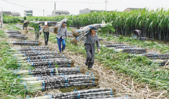 温岭市箬横镇人口_温岭市箬横镇地图(3)