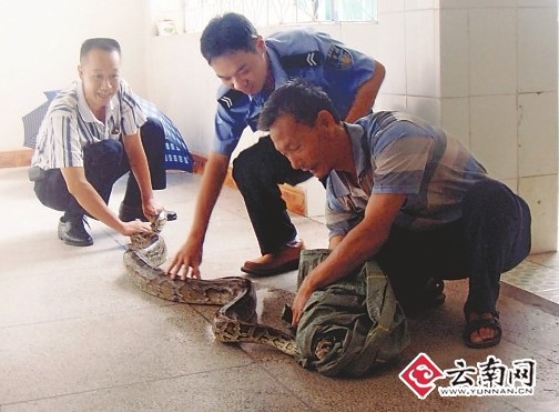 普洱市镇沅县兜售蟒蛇两犯罪嫌疑人被抓(图)