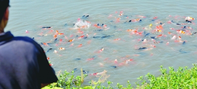 野生\溱湖簖蟹\之谜(组图)