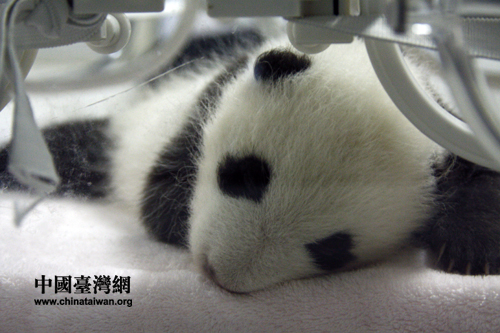刚刚出生不久的熊猫宝宝生活在保育箱里