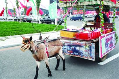 9月16日,在沈阳国际展览中心广场上,看见一只小山羊拉着两轮车,小羊倍
