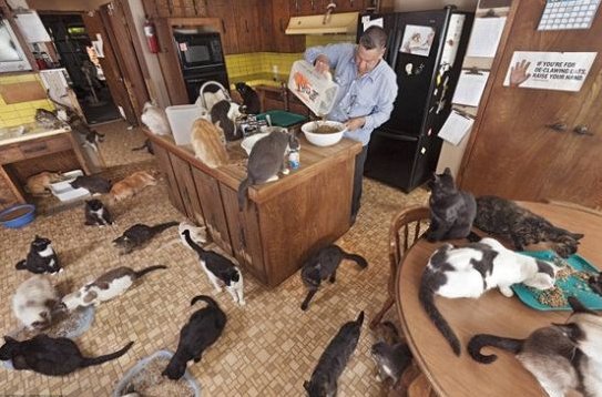 美"猫夫人"30年收留700只流浪猫 家变猫窝(图)