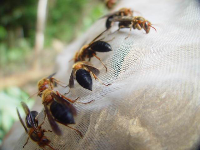 秋天虎头蜂活跃 9月来台湾至少40人被蜂群攻击
