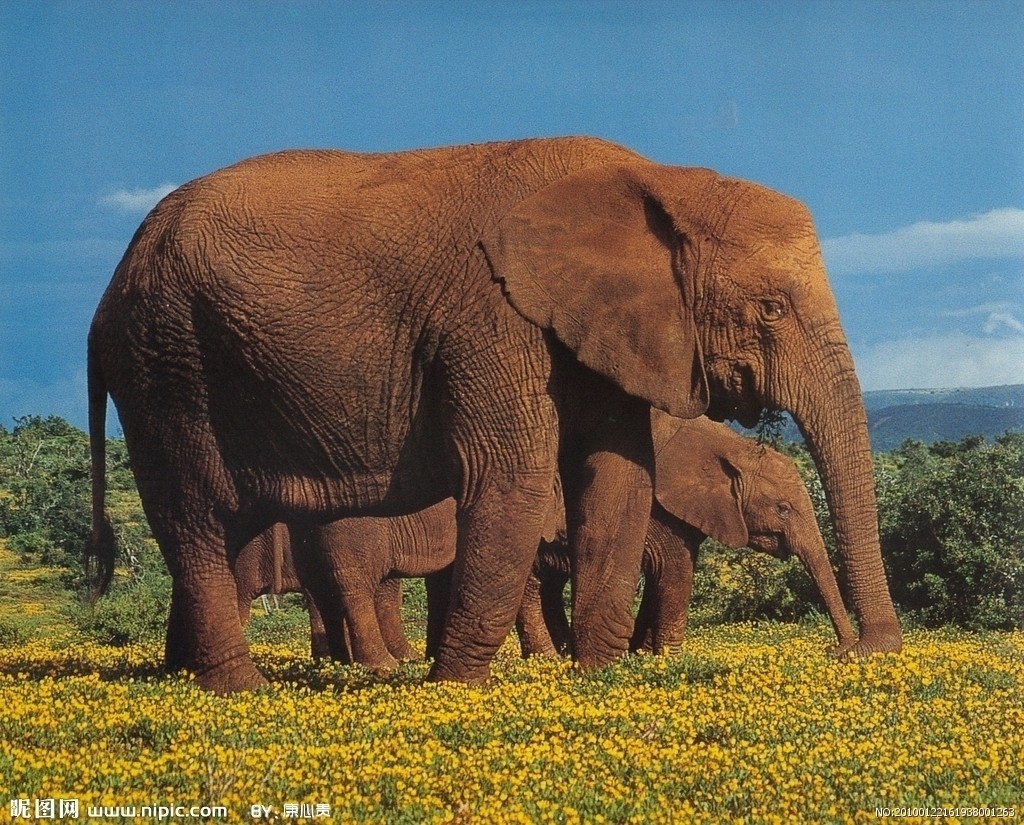 十分有爱的卡通大象妈妈和小象在一起玩耍免抠PNG素材