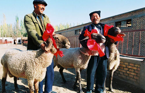 新疆喀什的天价刀郎羊