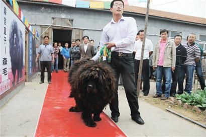 媒体新闻滚动_搜狐资讯   焦先生介绍,这只藏獒今年两周岁,身体素质和