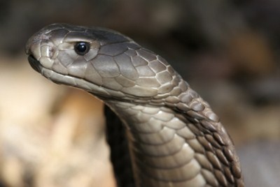 揭秘!最危险的20种蛇