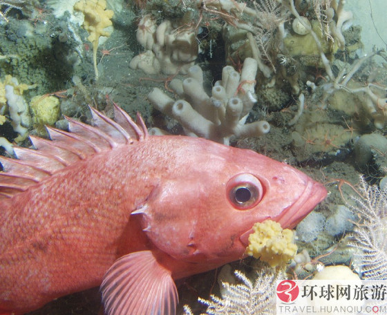 生活在阿尔达布拉岛的巨型龟由于受到人们的保护,数量达到了10万。虽然它们的寿命平均为152岁,但据报道一些龟已经超过这个年龄。现在世界上寿命最长的叫艾斯梅兰达的阿尔达布拉巨型龟寿命已经达到170岁。