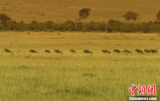 从九月底至十月初,非洲肯尼亚马赛马拉国家保护区(masai mara