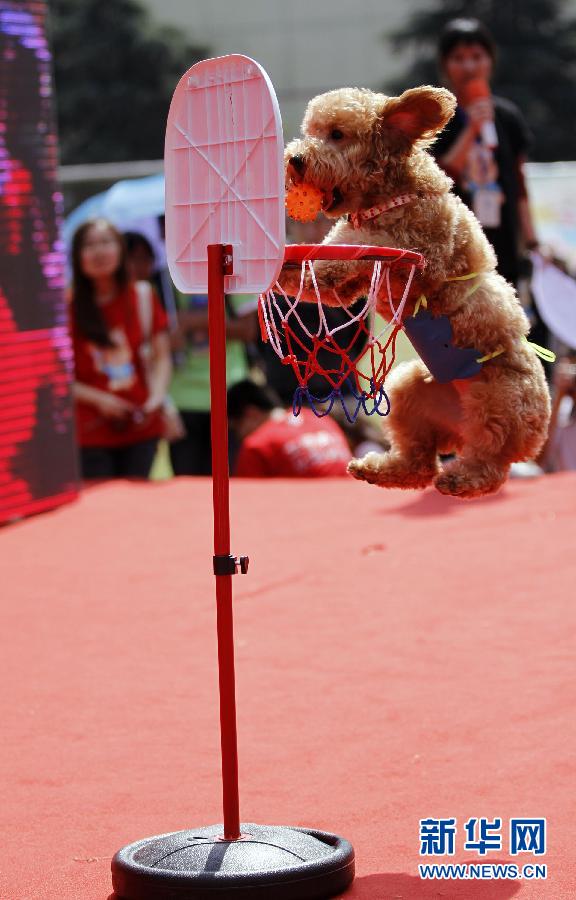 南京举办首届犬类运动会 宠物犬秀才艺(组图)