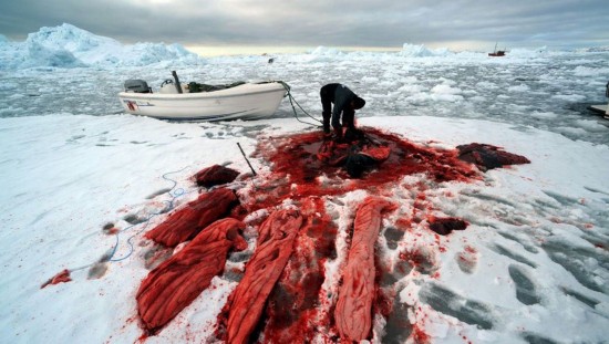 残忍至极的血腥场面:格陵兰岛海豹猎杀(组图)