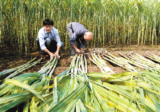 记者跟余杭运河街道杭信村69岁的尤师傅收甘蔗(图)