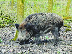 放鞭炮 敲脸盆 抻脖子喊庄稼地里野猪全当耳边风(图)