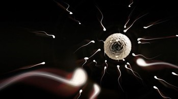 精子的惊人新发现(图)-搜狐滚动