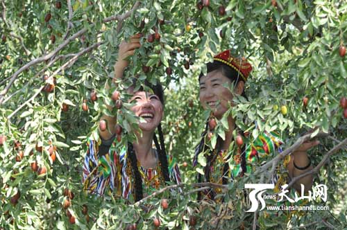 两位姑娘在新疆若羌县丰收的红枣园里游览.