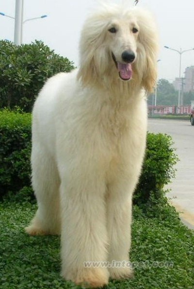 盘点世界上最大的狗狗