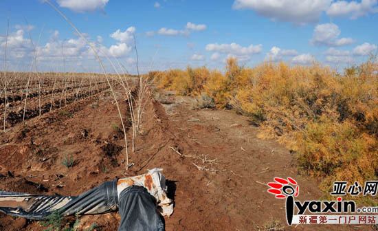 企业承包荒地种植农作物 新疆农六师芳草湖总厂3200亩