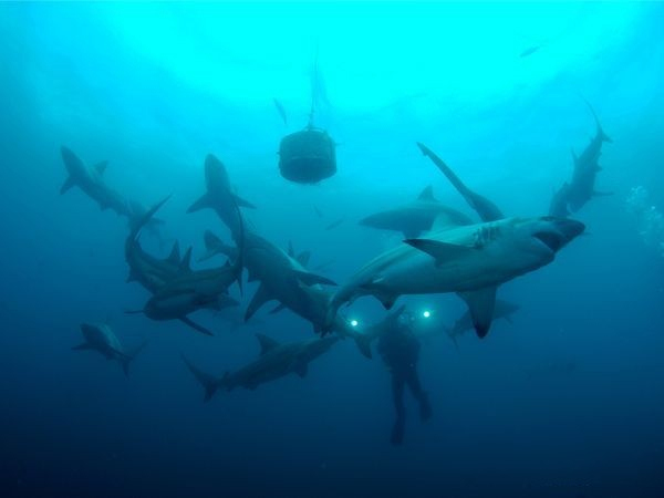 食人鱼响尾蛇黑鳍鲨 自然界中恐怖的致命杀手