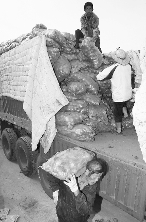 首批100吨内蒙古滞销土豆南京热卖 一块钱一斤