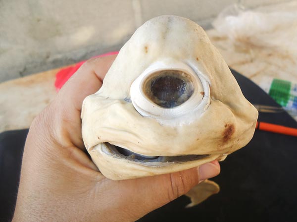 墨西哥海域惊现世界首例独眼白化独眼鲨鱼(图
