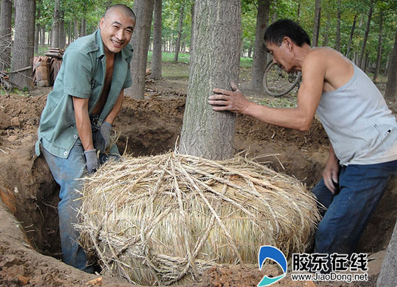 莱州市朱桥镇后杨家村种银成金(组图)