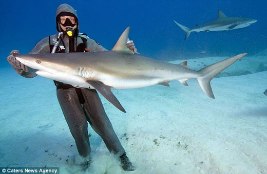 意大利女潜水员展现魔幻之手 恐怖鲨鱼倒立掌心