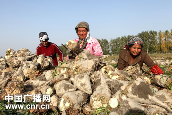 新疆焉耆县万亩甜菜高产示范见成效(组图)